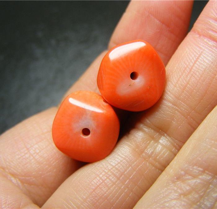 *一起来的染色海竹勒子2枚(可当标本)