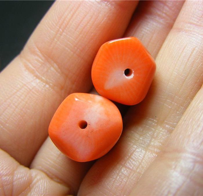 *一起来的染色海竹勒子2枚(可当标本)