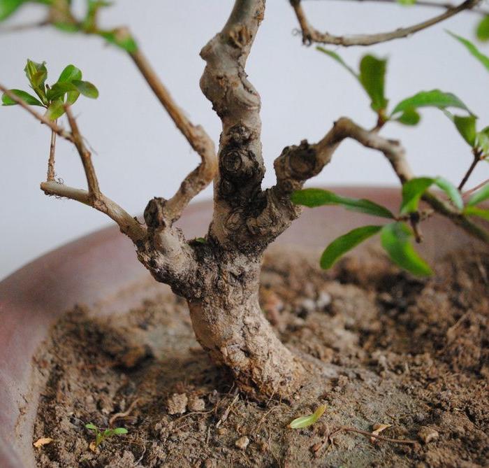 米叶石榴盆景,日本安石榴