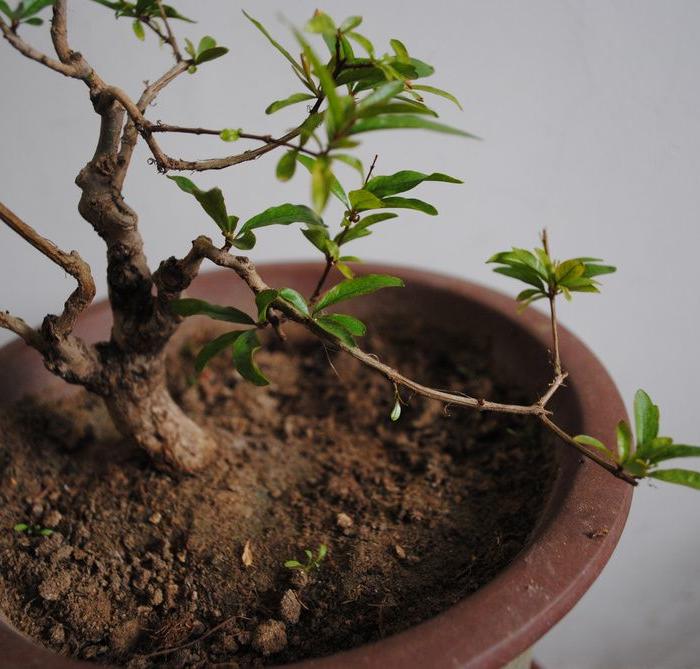 米叶石榴盆景,日本安石榴