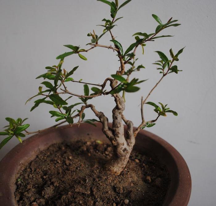 米叶石榴盆景,日本安石榴