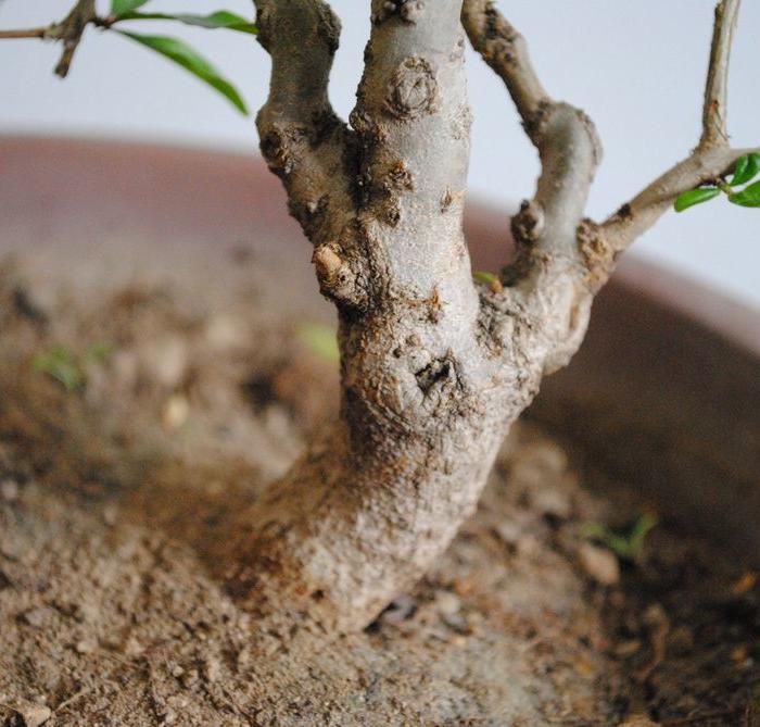 米叶石榴盆景,日本安石榴