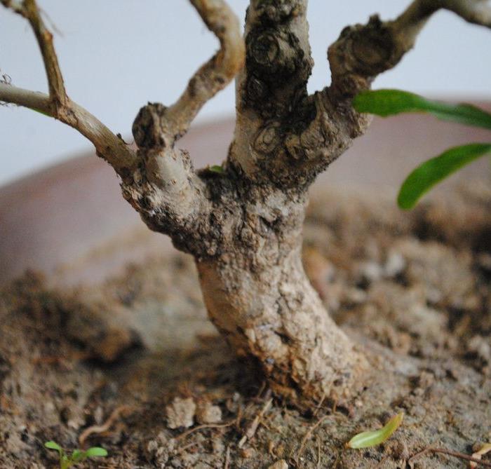 米叶石榴盆景,日本安石榴