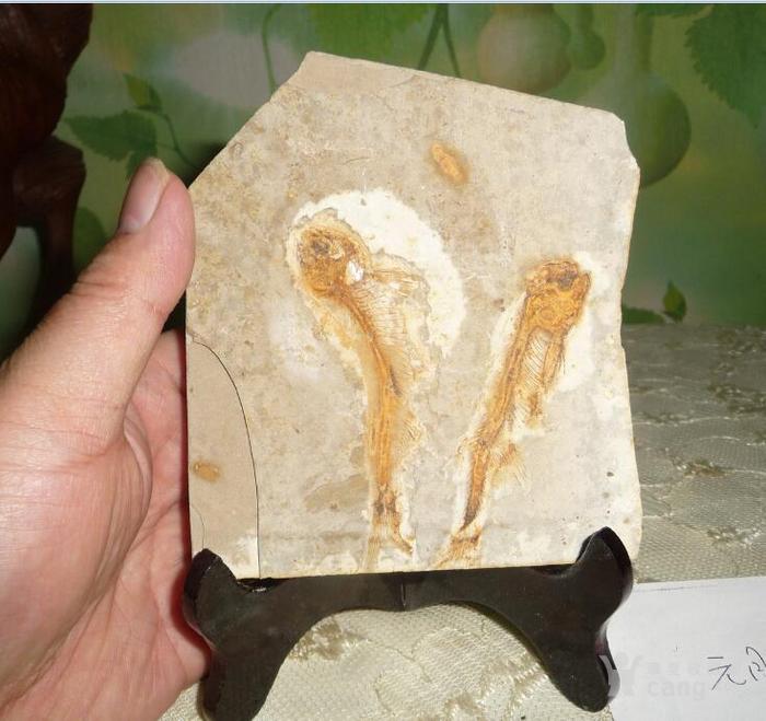 鱼类化石纹理填充图片