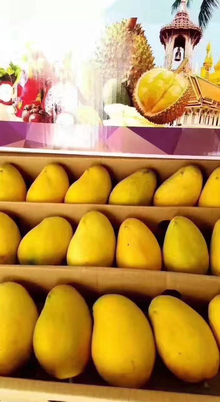 缅甸圣德龙芒果正在接单 一箱30市斤