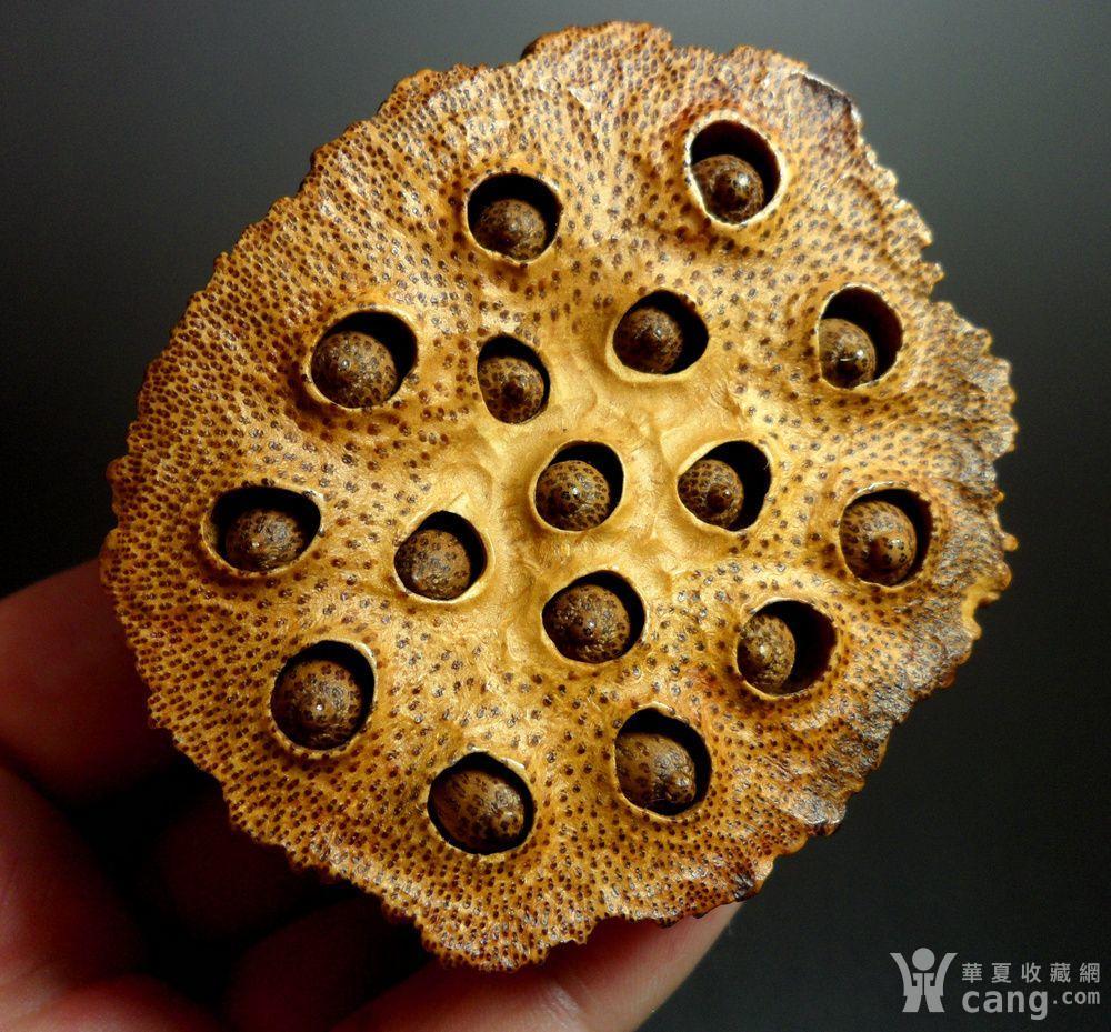 【精品】竹根雕刻莲蓬把件!