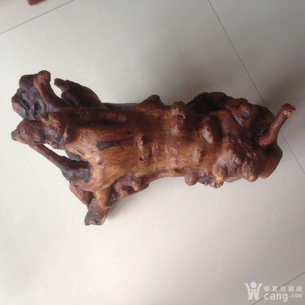 原生态荆棘荆根