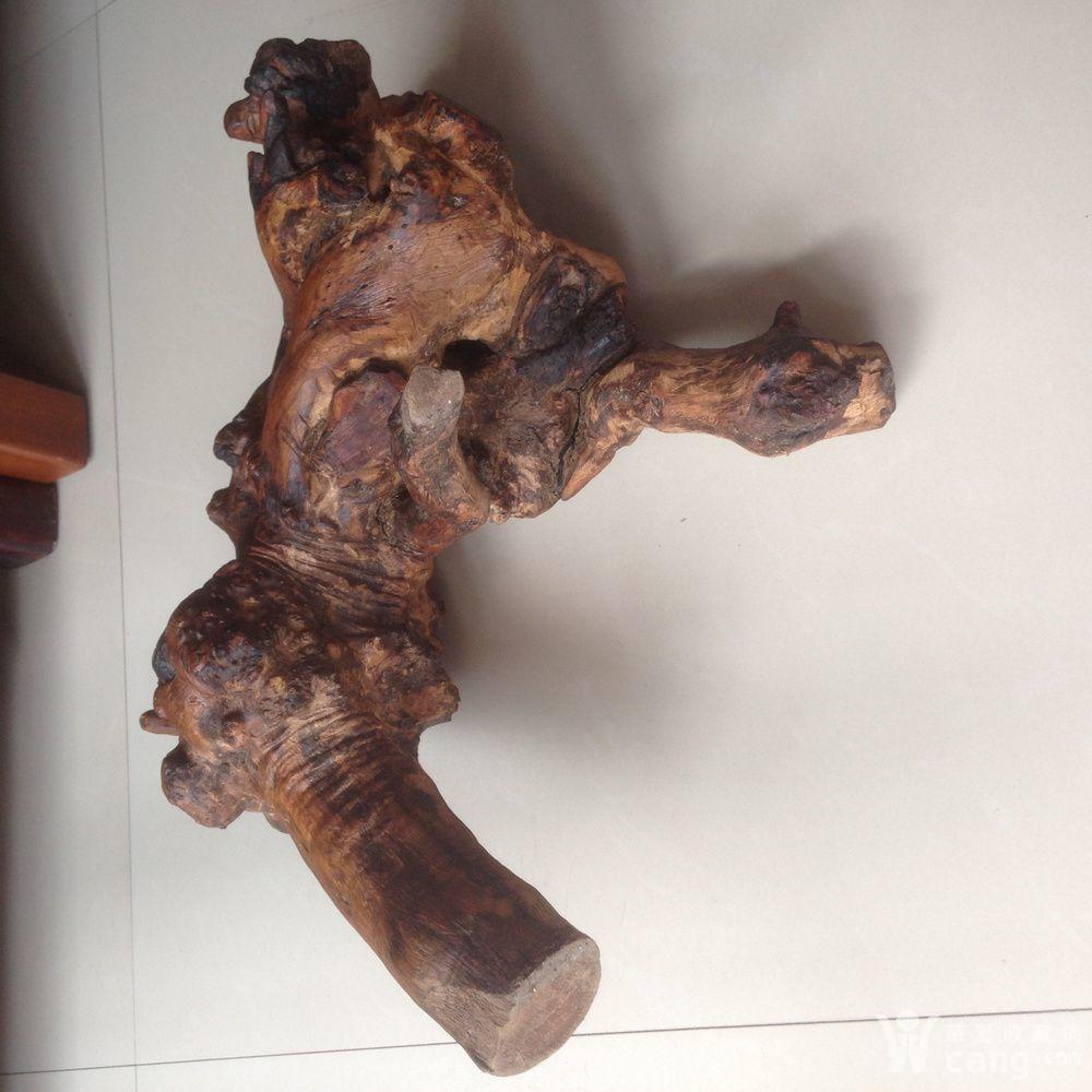 原生态荆棘荆根