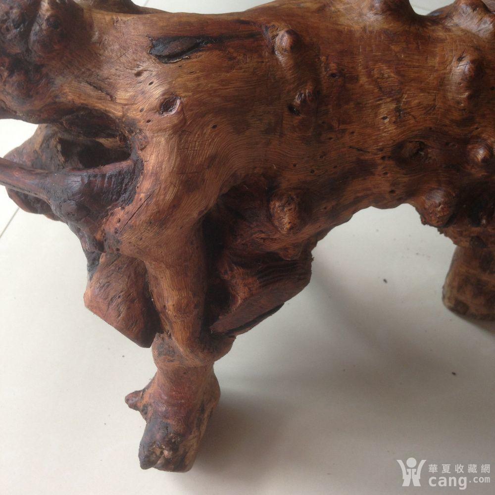 原生态荆棘荆根