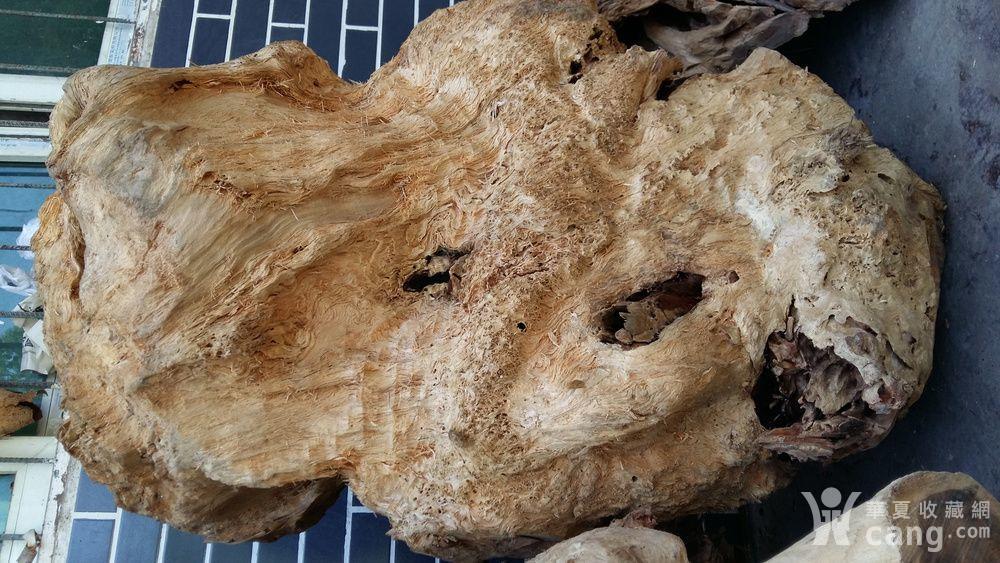 有要香杉树瘤的朋友联系,价格不高