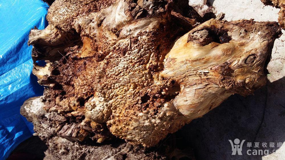 有要香杉树瘤的朋友联系,价格不高