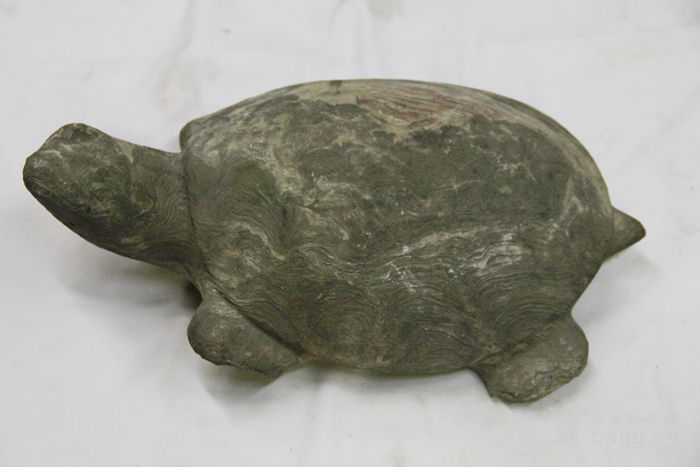 龟类化石图片