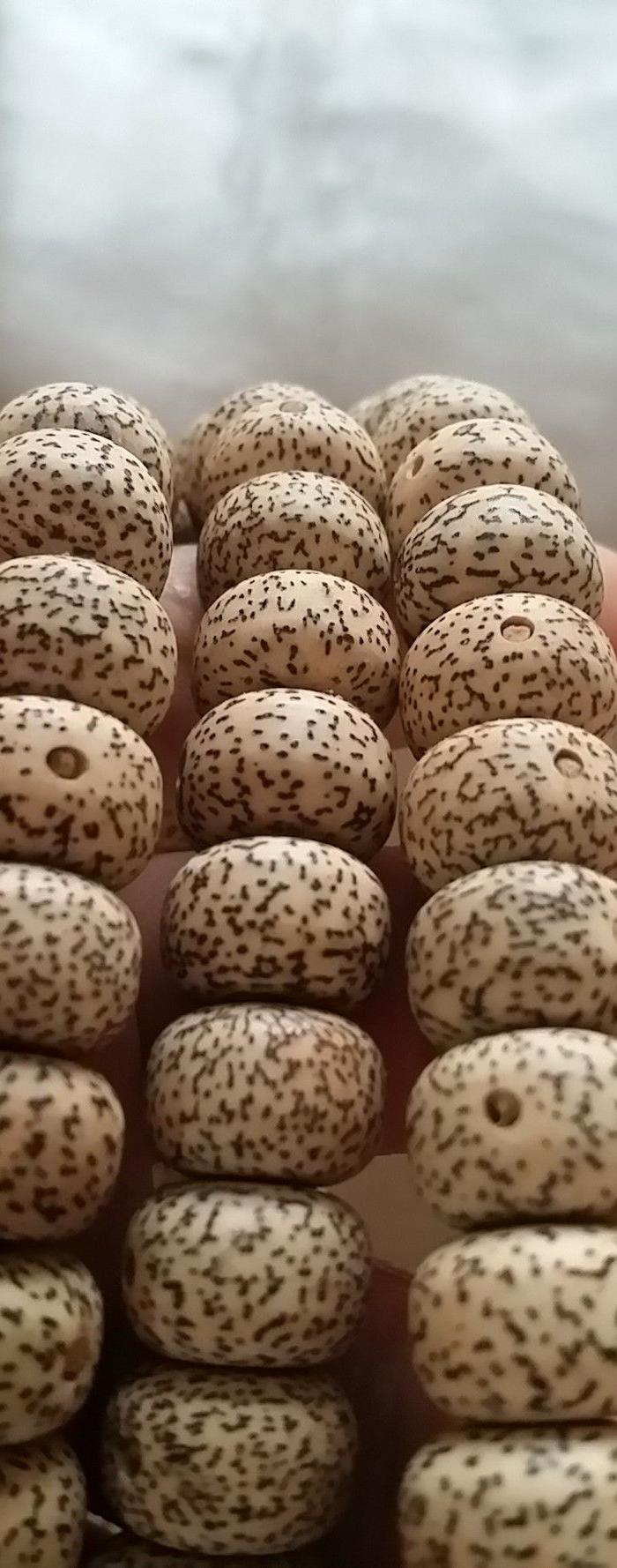 摩尼籽13 9高密正月星月菩提