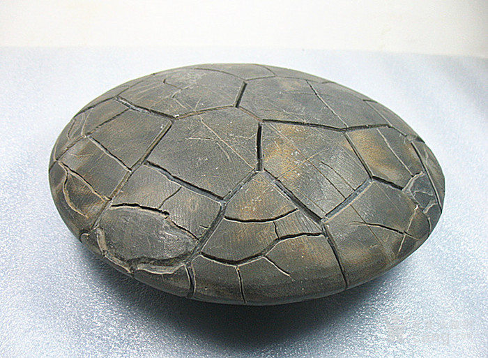 龟纹石 广西奇石 精品 摆件 278