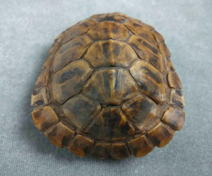 一个老的乌龟壳摆件,龟纹漂亮,背壳完整