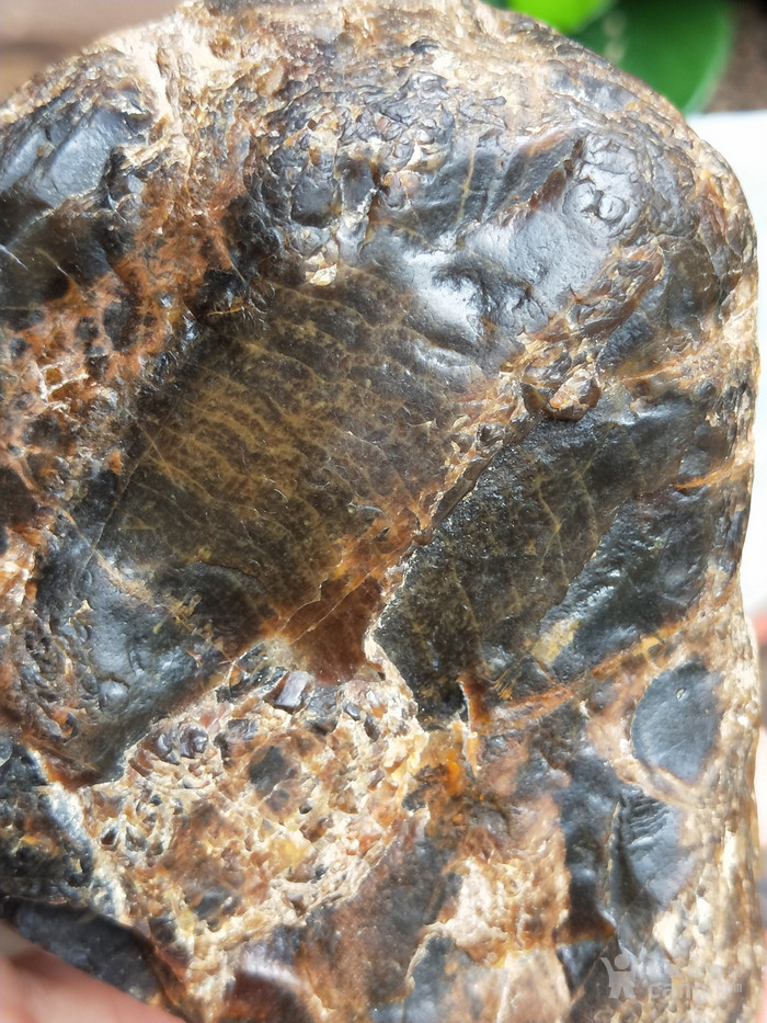 玉化的树化石原石图图片