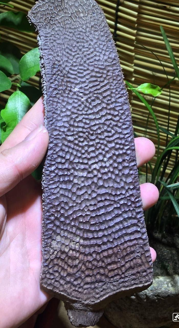 南京城建出*鼋甲美品两块