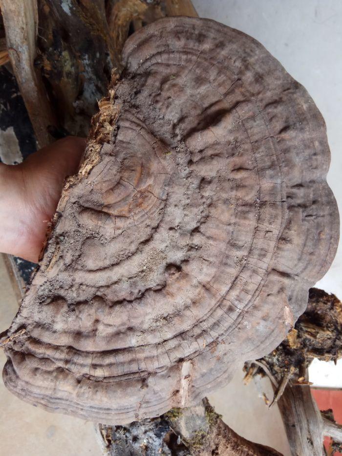 2斤重江西*峰山崖壁集采野生千年白灵芝一朵