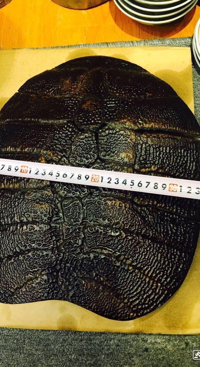 收藏级* 一完整*鼋甲重量达到1700克
