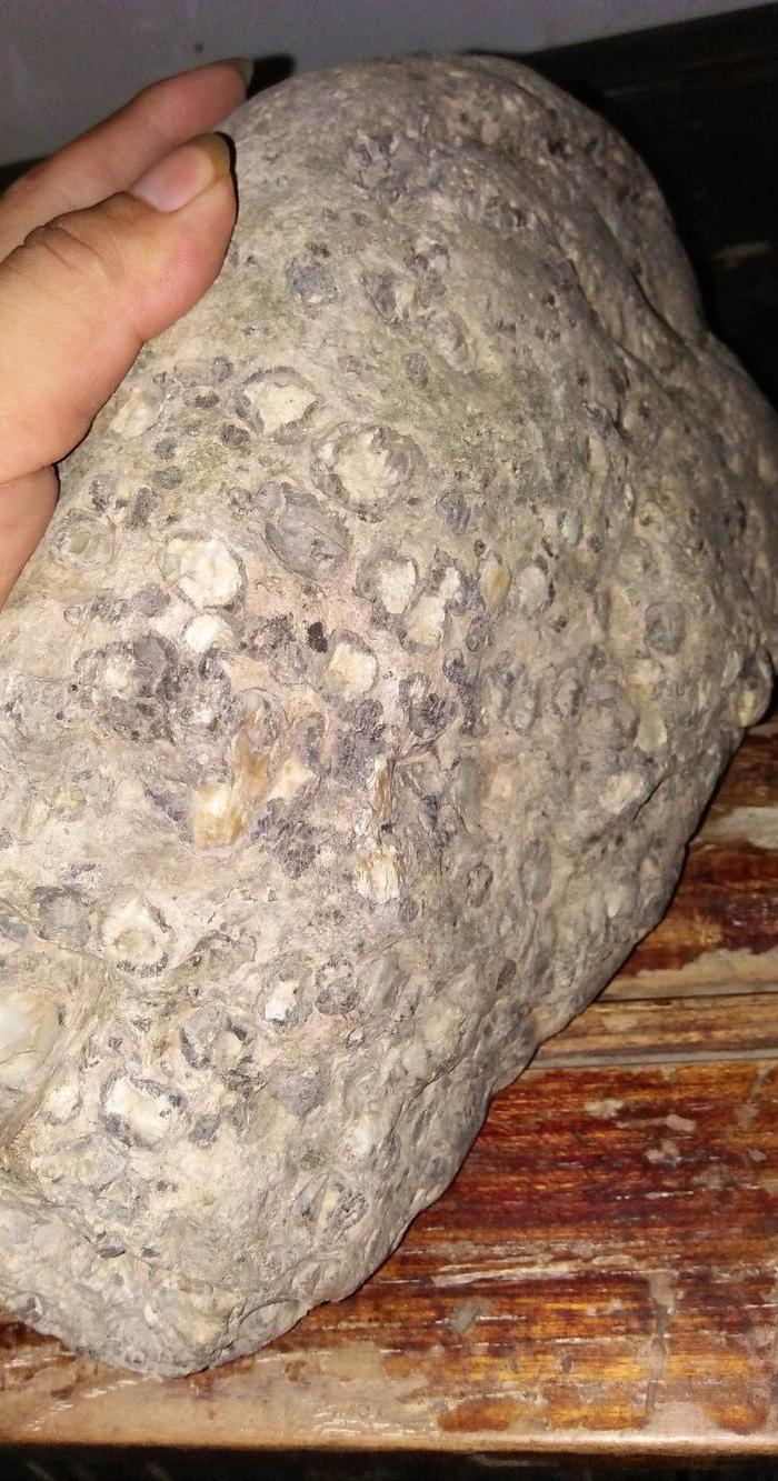 陨石奇石古生物化石