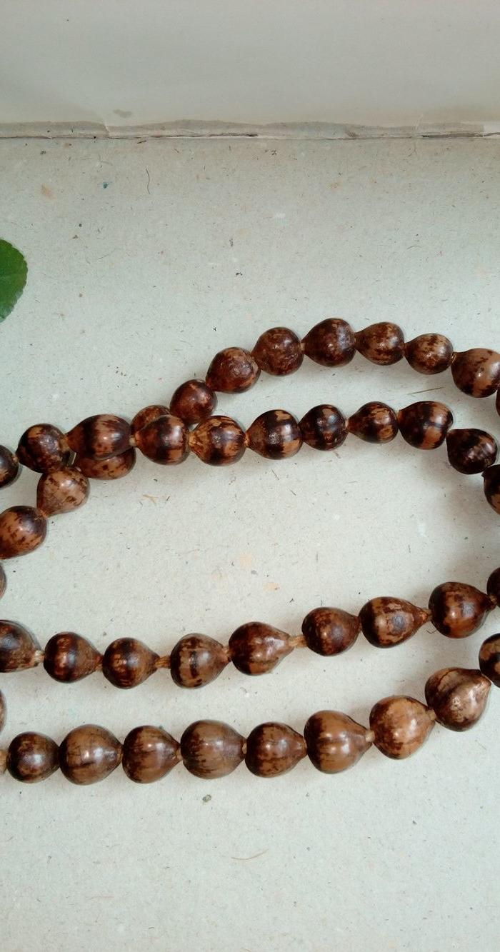 老珠串 老菩提 老草珠菩提