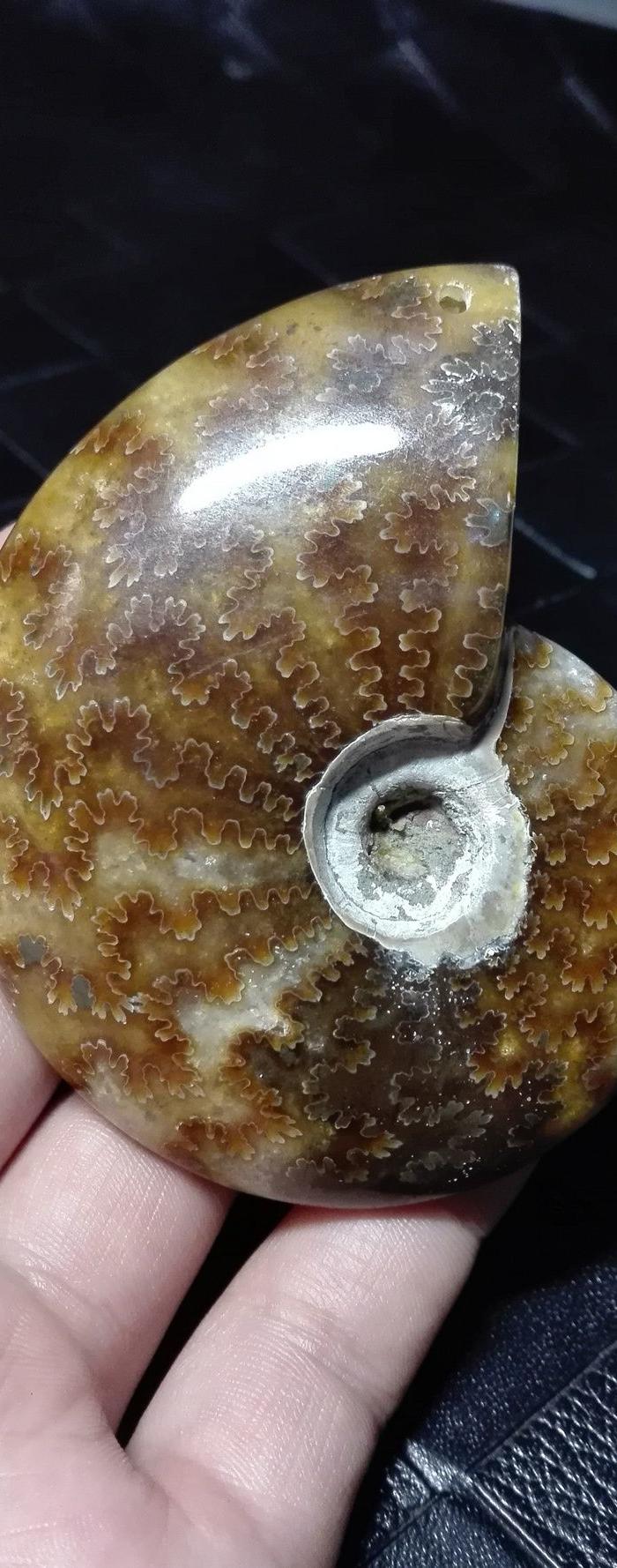 海螺化石