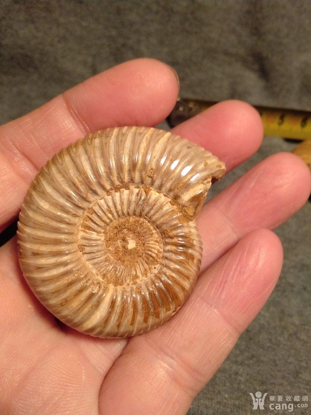 震撼:四亿年前的菊石化石