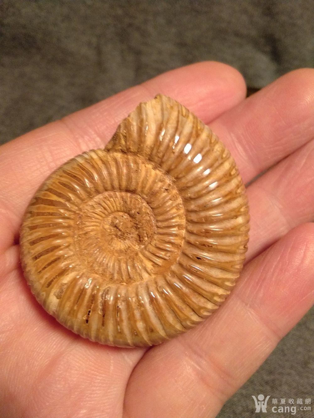震撼:四亿年前的菊石化石