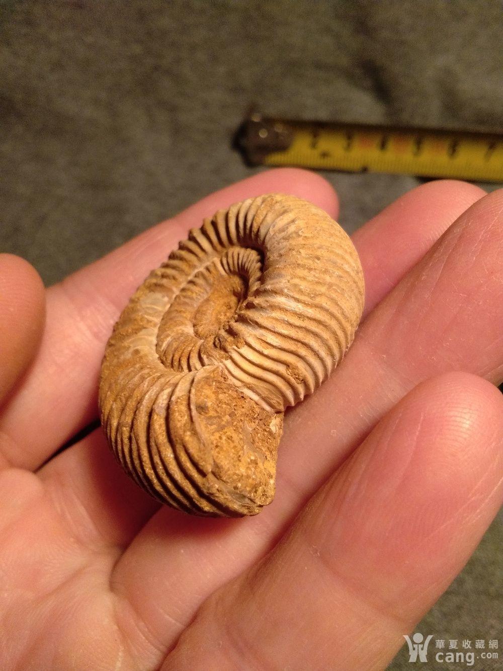 震撼:四亿年前的菊石化石