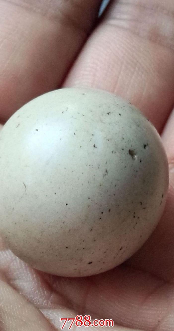 全品老捶丸一个