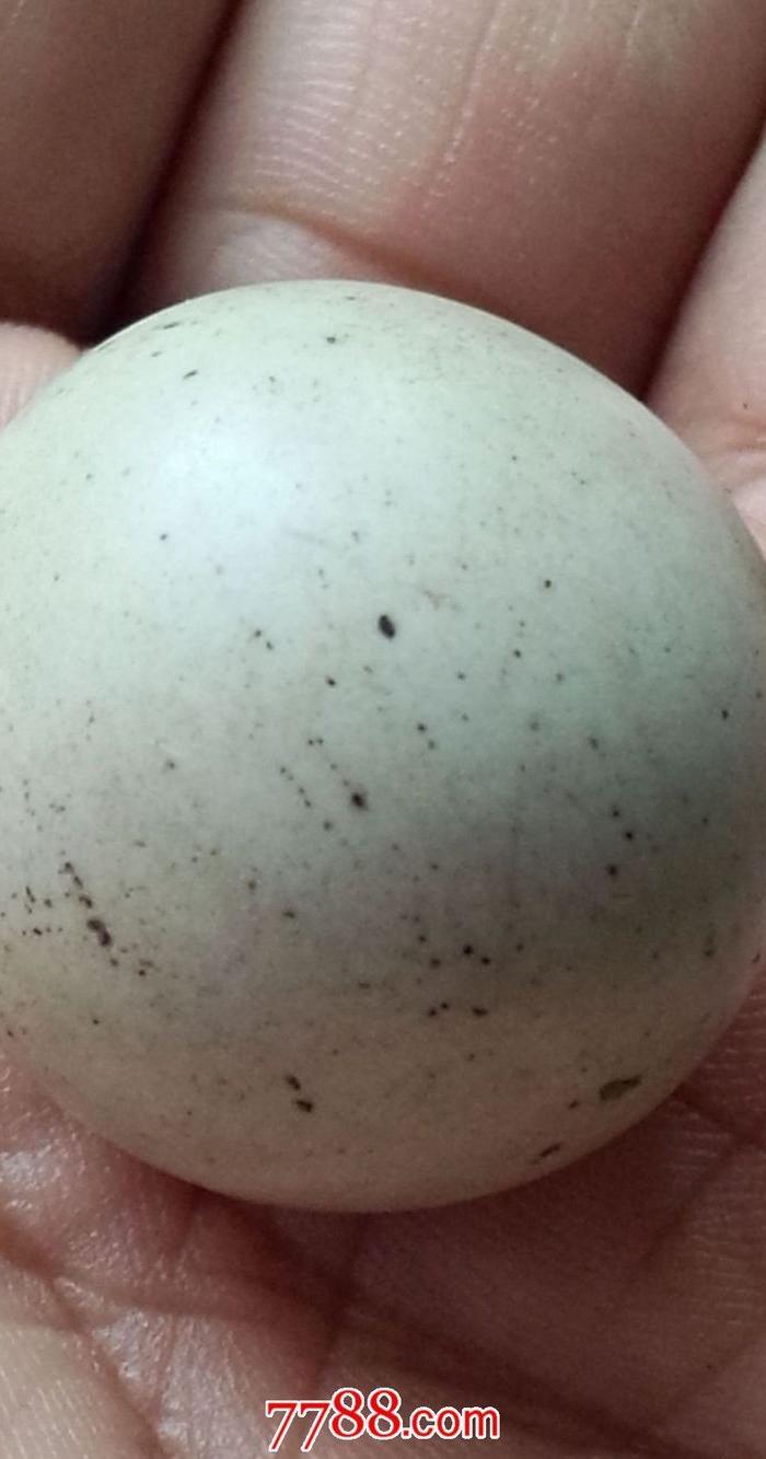 全品老捶丸一个