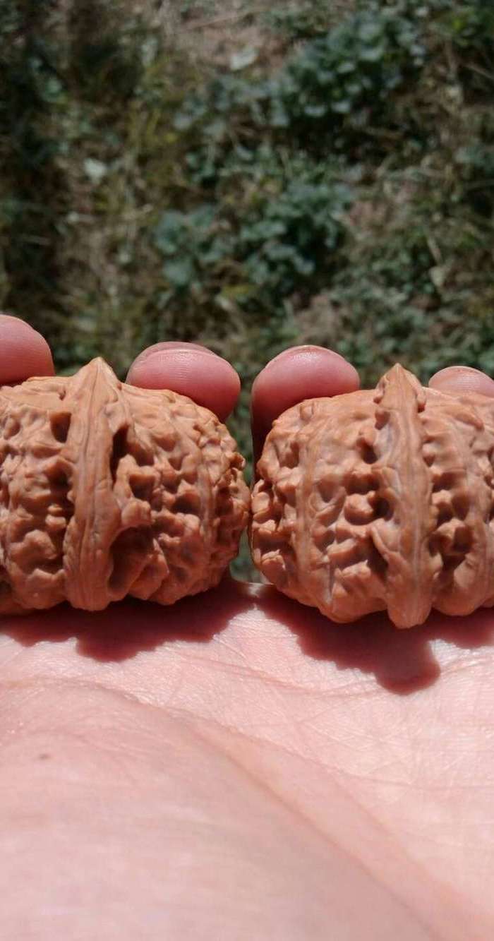 特价精配:矮桩饱满三*桩型白狮子头文玩核桃 边42