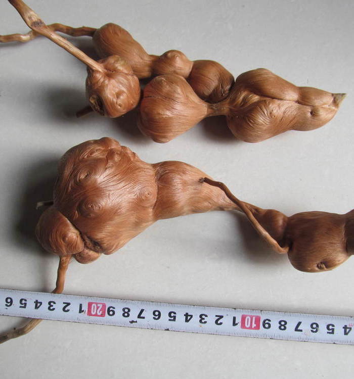 松树根瘤子2 不议价