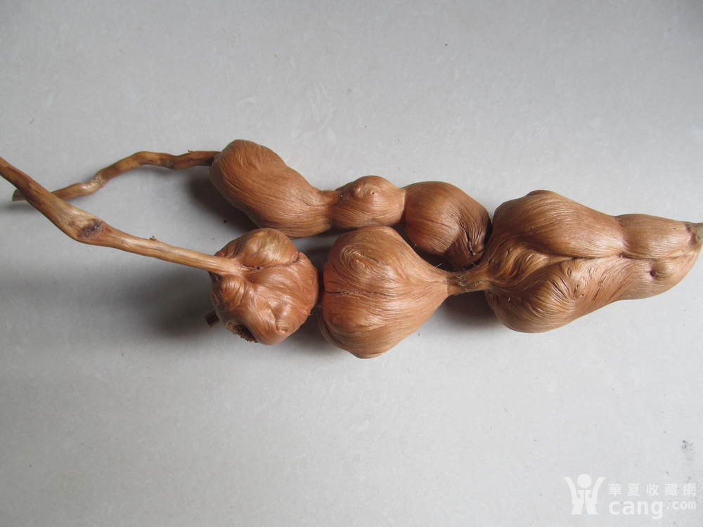 松树根瘤子2 不议价