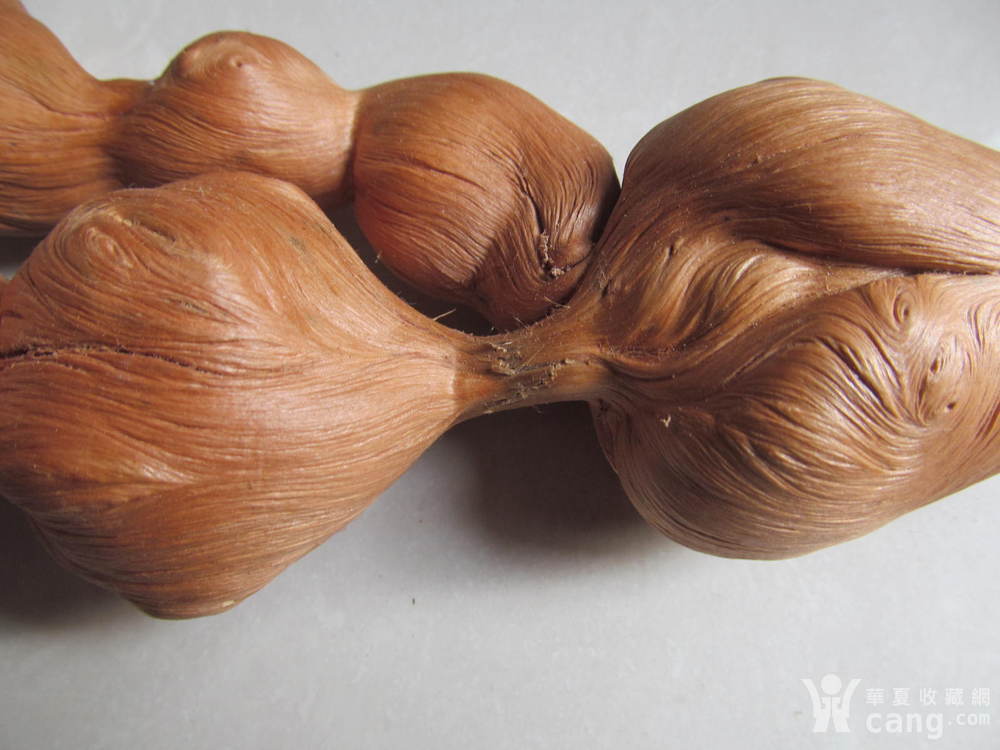 松树根瘤子2 不议价