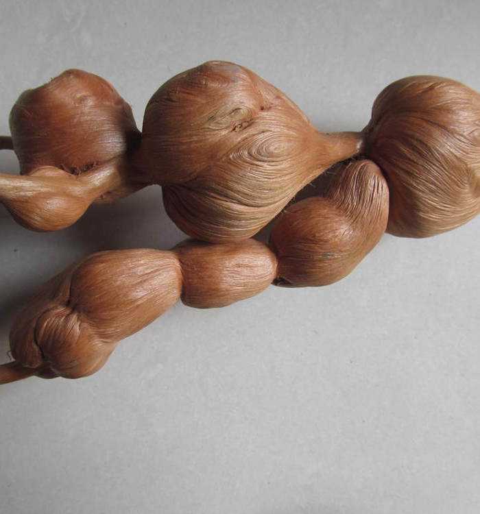 松树根瘤子2 不议价