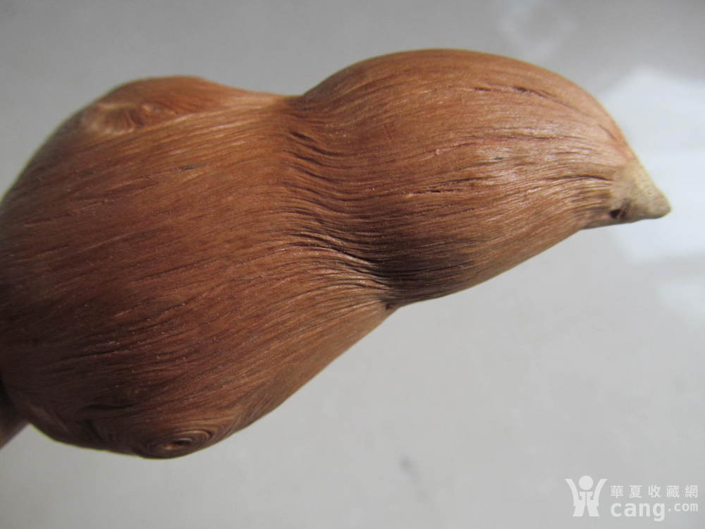 松树根瘤子2 不议价