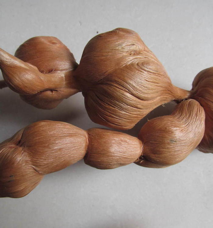 松树根瘤子2 不议价