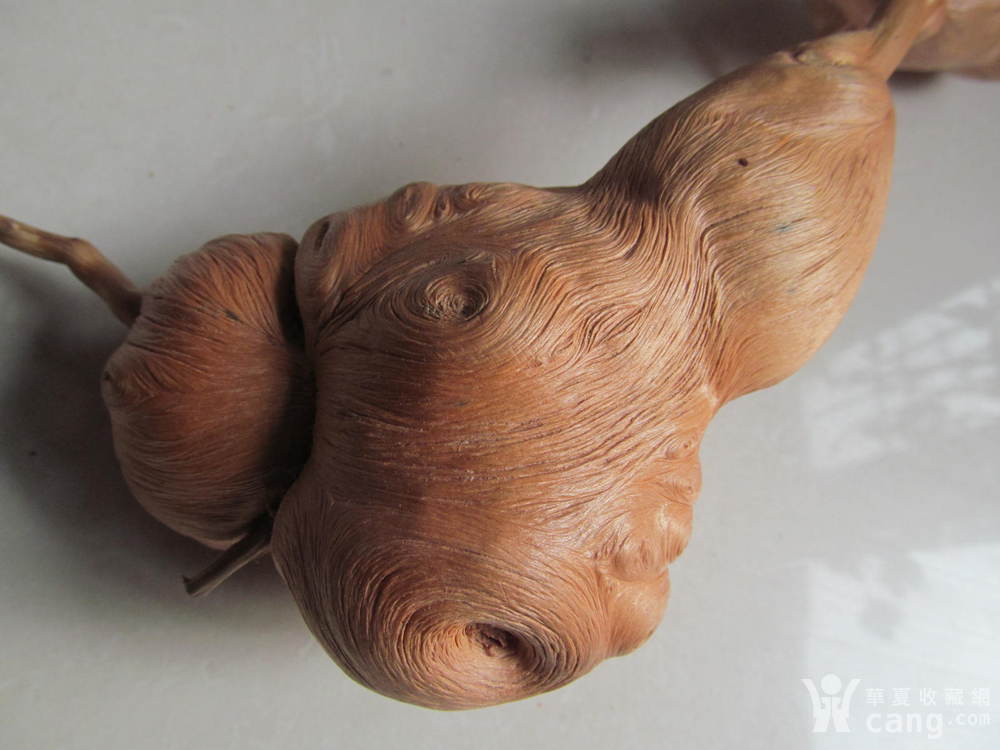 松树根瘤子2 不议价