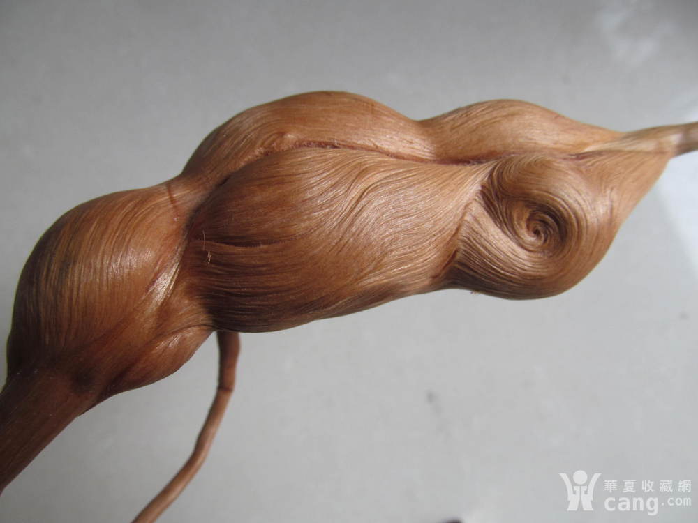 松树根瘤子2 不议价