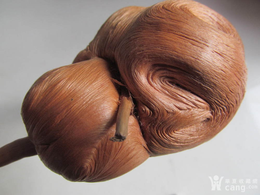 松树根瘤子2 不议价