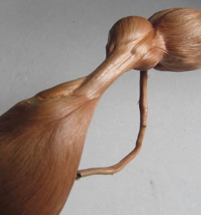 松树根瘤子2 不议价