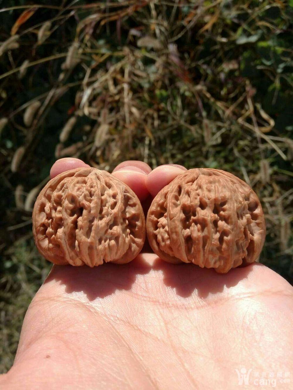 土豪首选重器:矮桩三棱白狮子头文玩核桃 只卖一天 明日下架