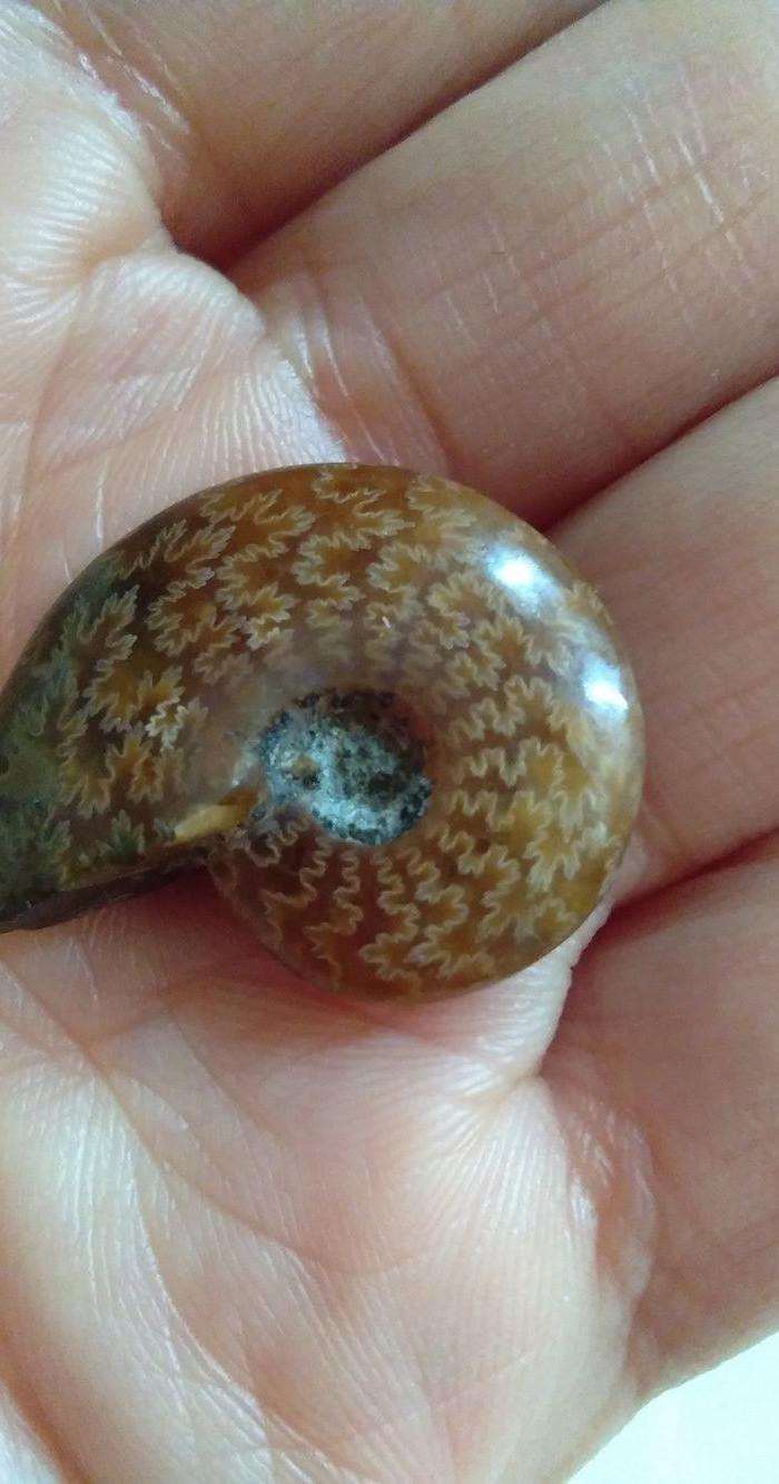 免费送:全玉化黄螺化石