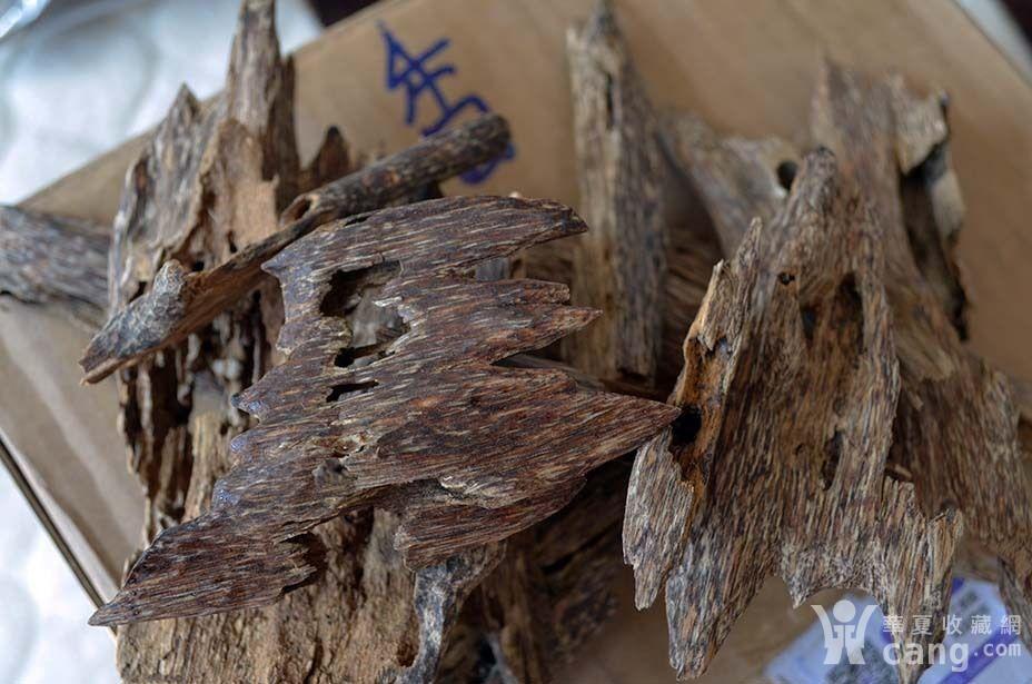 自然香 越南芽庄沉香虫漏黑油品质仅22元每克