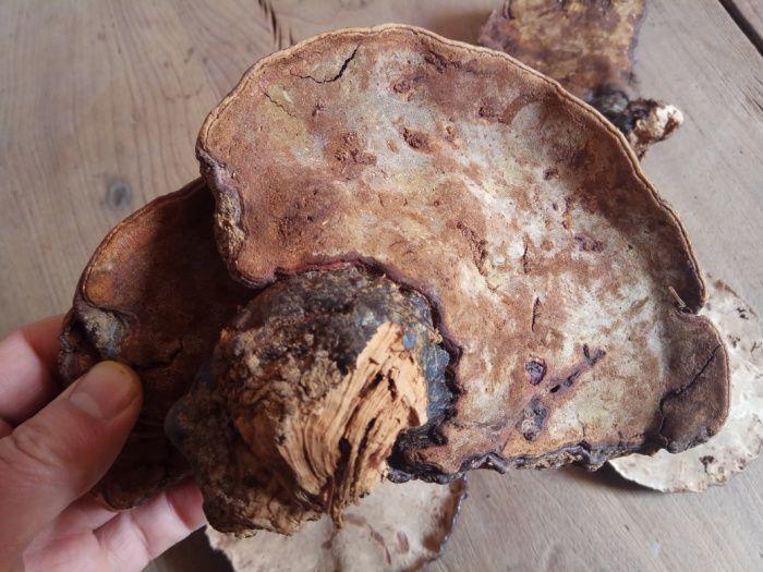 野生千年灵芝菇285克五只