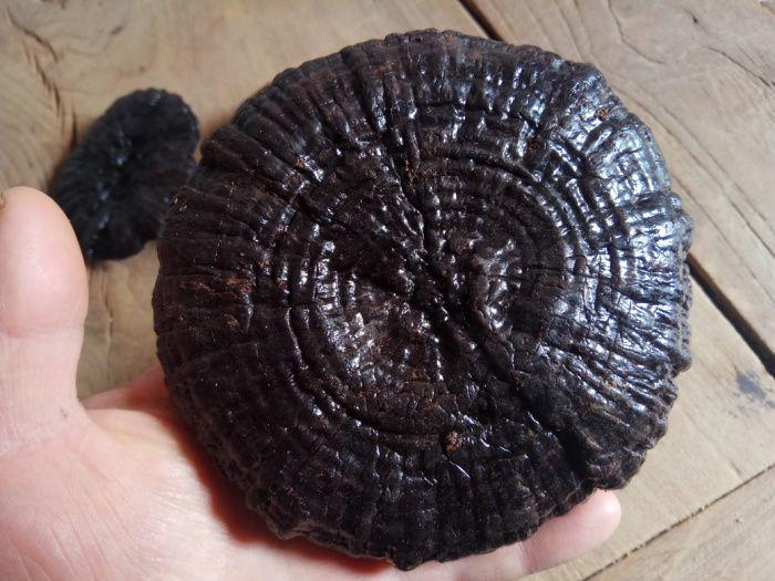 野生千年灵芝菇285克五只