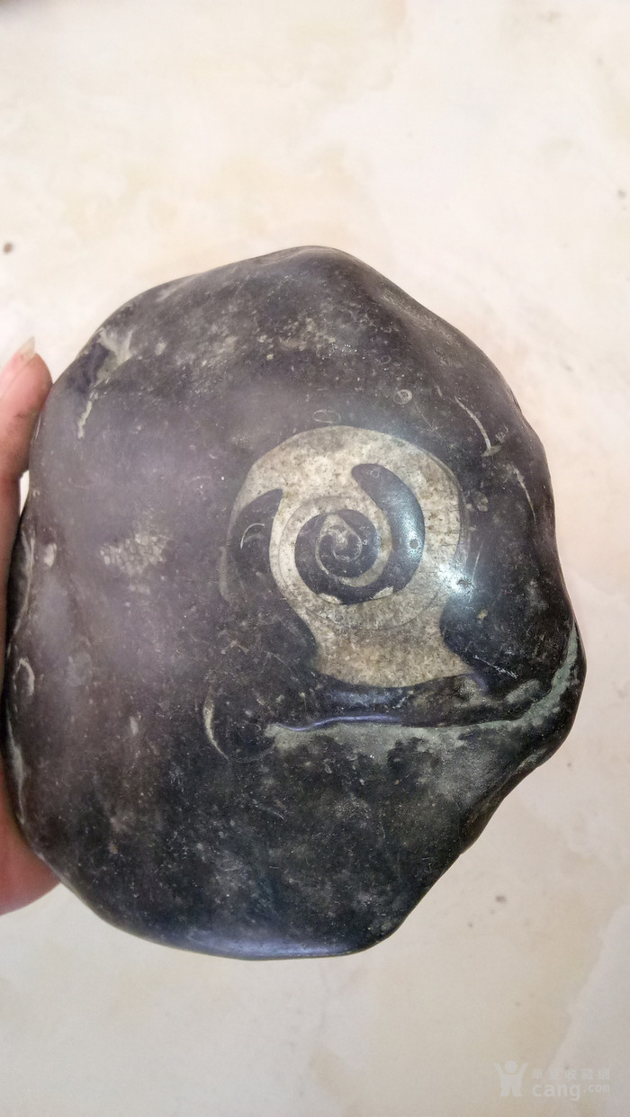 陨石奇石外生物化石