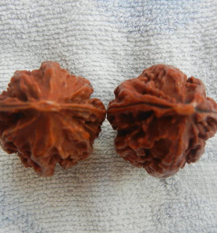 一对东北山楸子