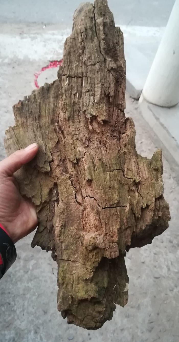 几百年的朽木一块